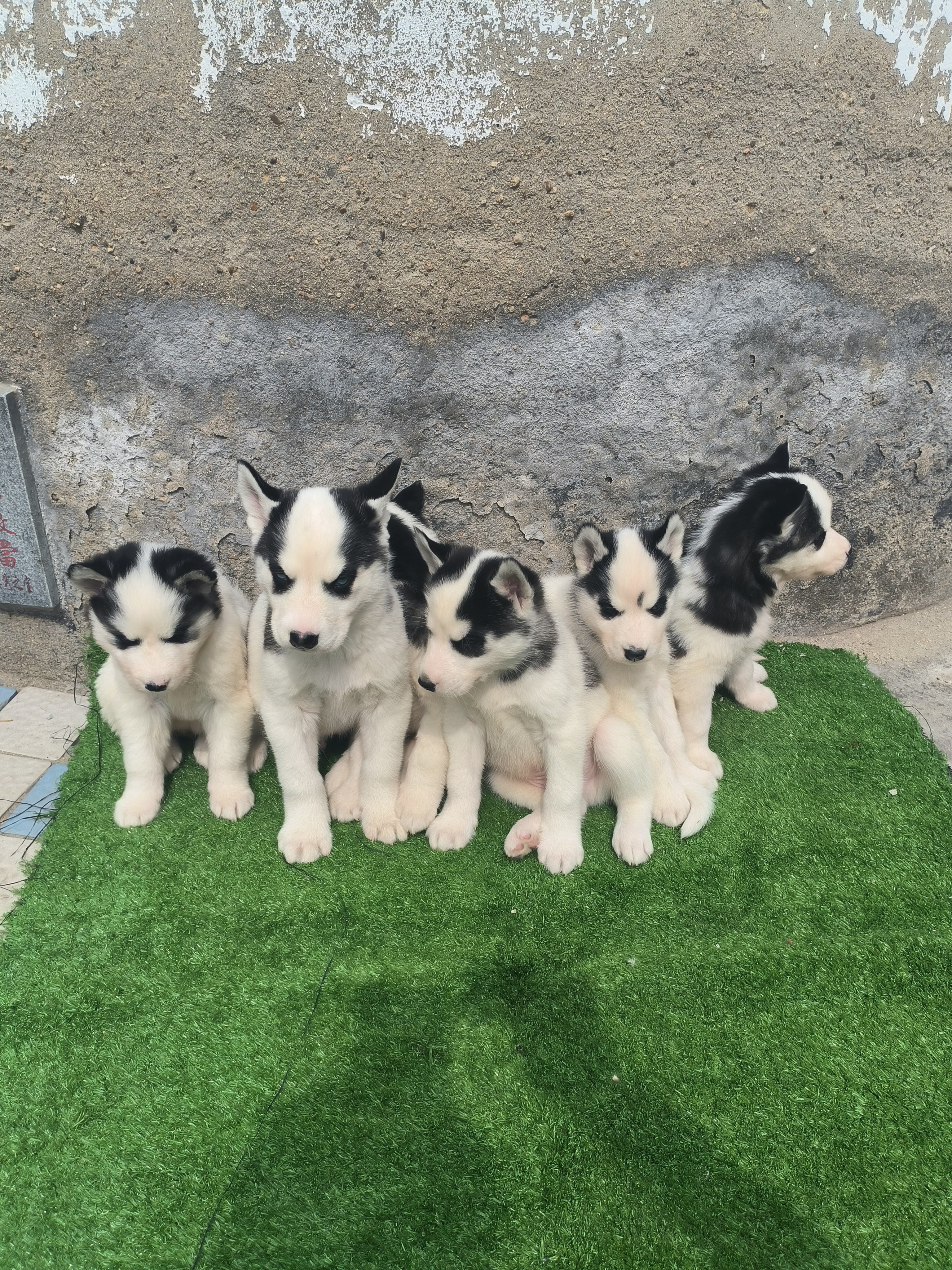 牛🐄花哈士奇🐶